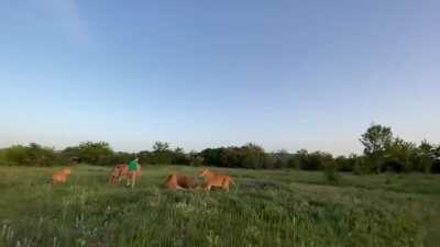 This lion keeper protects the young lion from attack by adults with bare hands and a slipper