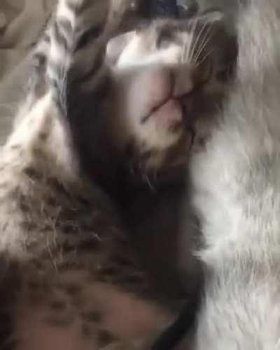 big yawn for a little kitten