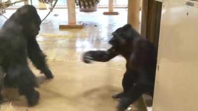 Cheeky Gorilla pulls off a flawless prank