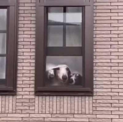 Rare window pups