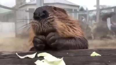 The way a beaver picks up and grasps its food