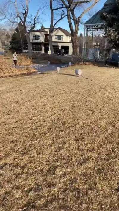 Pigs greeting visitors at the park