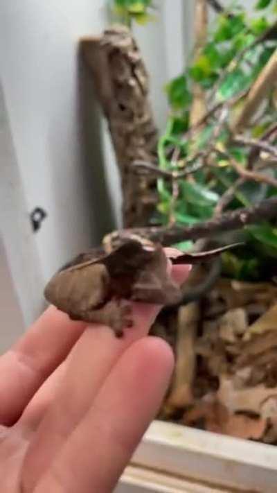 🔥 Leaf Tailed Gecko indigenous to Madagascar. A master of camouflage 🔥