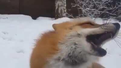 Fox Gets Booped