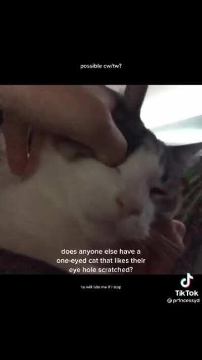 Cat likes his eye hold scratched