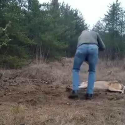 🔥 Good guy saves a trapped wolf