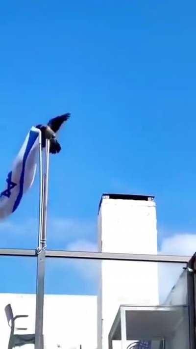 A bird single handedly removing a flag