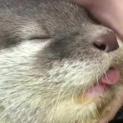 Cute sleepy otter