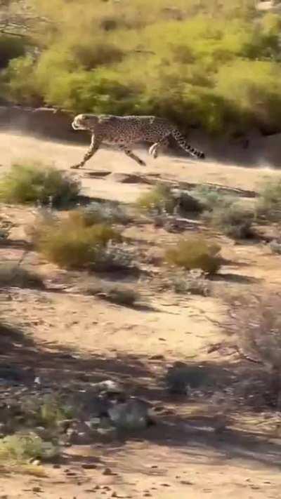 This cheetah drifting to a halt