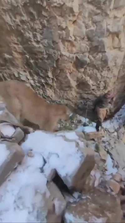 🔥 Fortunate Hiker Survives A Close Encounter With A Mountain Lion