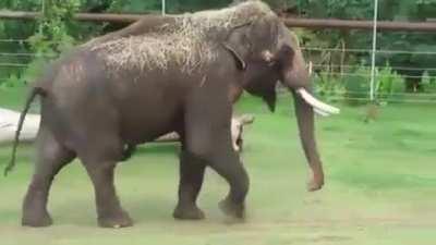 The elephant’s penis is not only massive but prehensile. They use it to prop themselves up, swat flies from their side and scratch themselves on their stomach