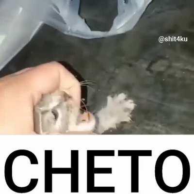 Cheto