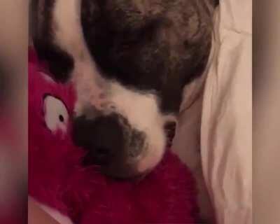 The sound of a Snoring dog