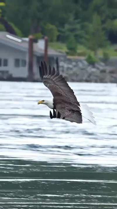 Eagle catches the fish and eat it in mid air! 