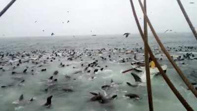 🔥 A swarm of sea lions swam into the net and started eating all the fish