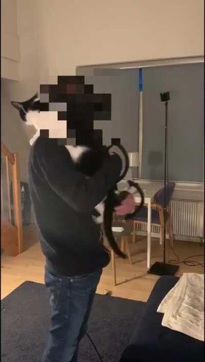 VR and a very attention seeking cat