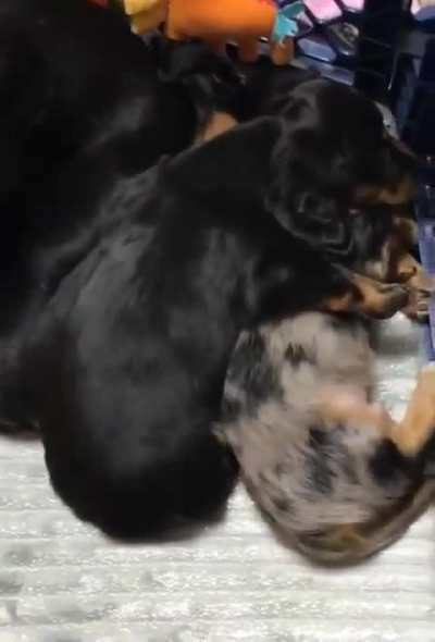 Puppy hugs his little brother who's having a nightmare
