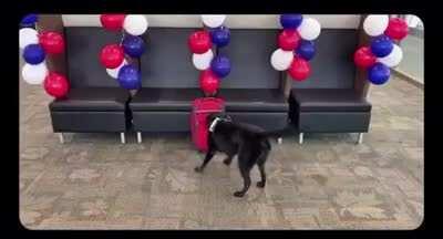 TSA throw a sniffer dog of 7 years a retirement party