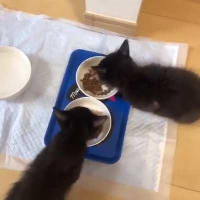 They have their food, but that won't stop them