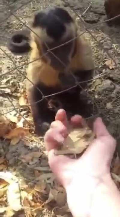 Smart monkey teach human