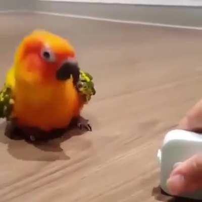 Birb dancing