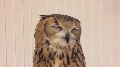 Have you ever seen an owl sneezing?