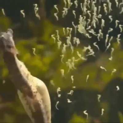 🔥 Male seahorse giving birth.