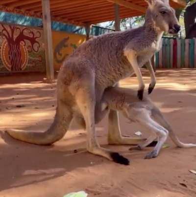 A Roo having a tricky time getting into mama’s pouch