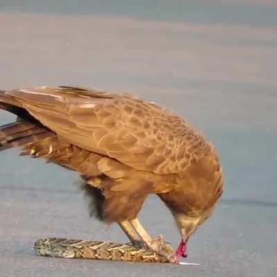 Hawk eating a snake