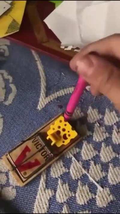 WCGW messing around with a mouse trap