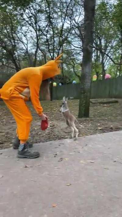 Volunteer teaches baby kangaroo how to hop