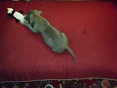 Velvet hippo baby first zoomie!!