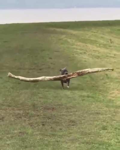 Poud Boy Finds Stick