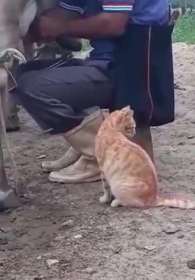 The way this cat lets his owner know that he’s ready for a double. Got Milk?