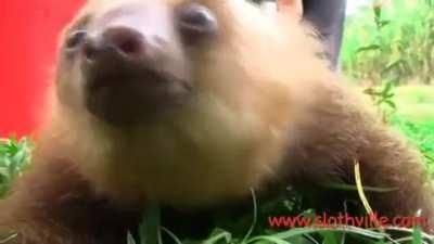 What sloths sound like…