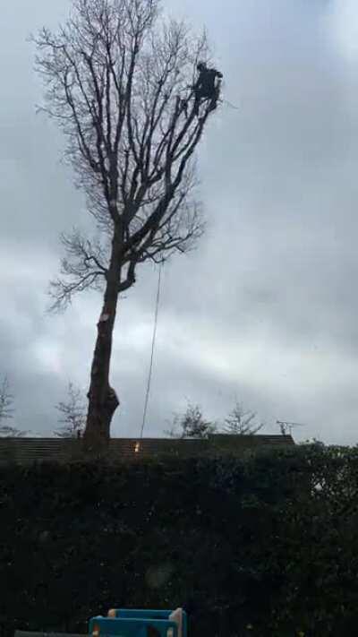 This time-lapse of a tree being dismantled