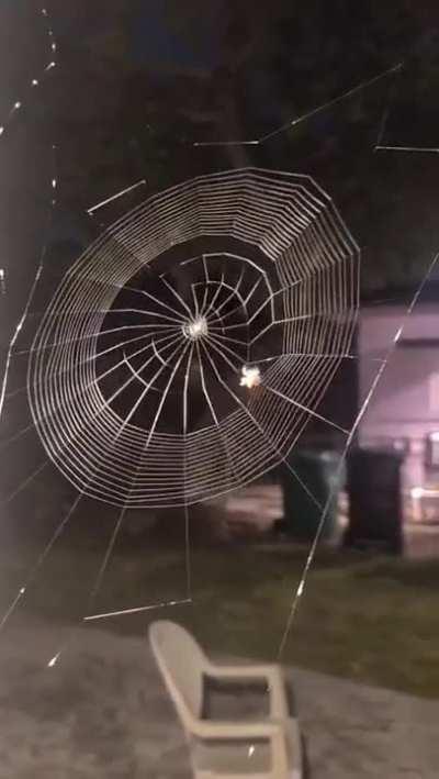 Ok, I hate spiders but this little guy is super talented!