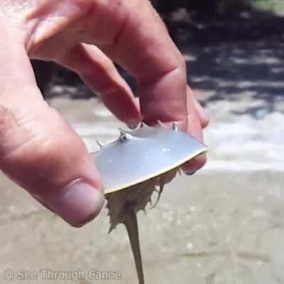 🔥 Juvenile and Adult Horseshoe Crabs. In 450 million years, Horseshoe Crabs have hardly changed.