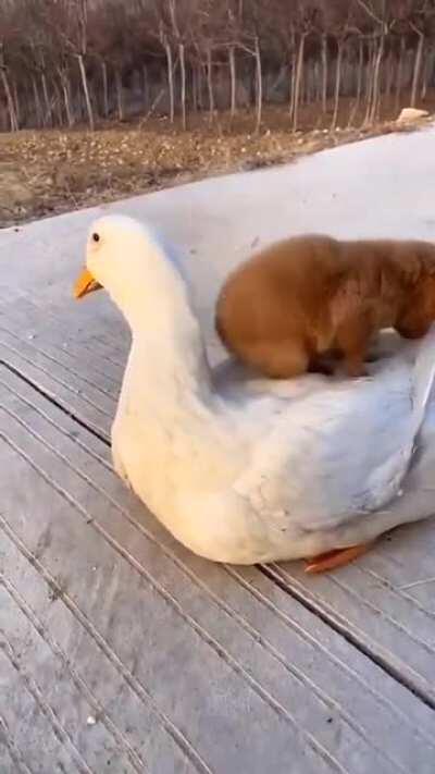 Doggo going for a ride his best friend ❤️