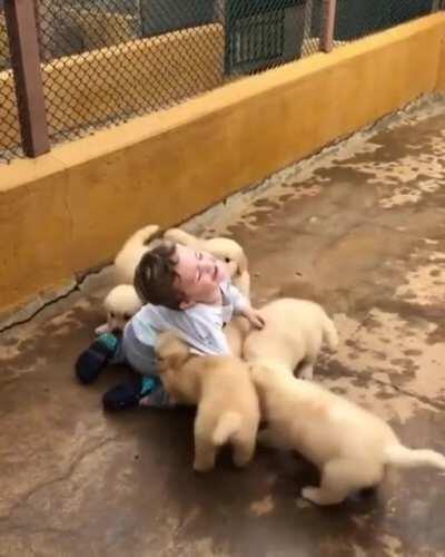 A pack of vicious dogs attack a little boy! Ripping him limb from limb!