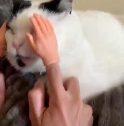 Cat being stroked by tiny hands