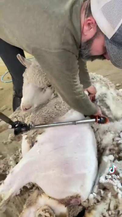 Sheep shearing