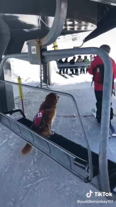 Skiing eye dog