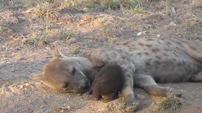 Mother Hyena resting with her cub.