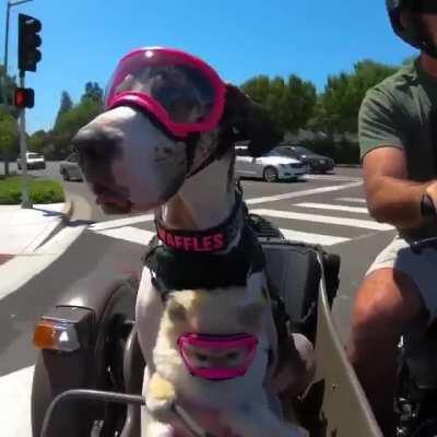 This guy takes his dogs Waffles and Biscuit on motorcycle rides