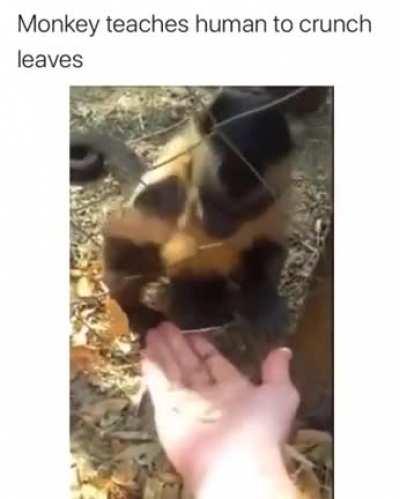 Monkey teaches human how to crunch leafs