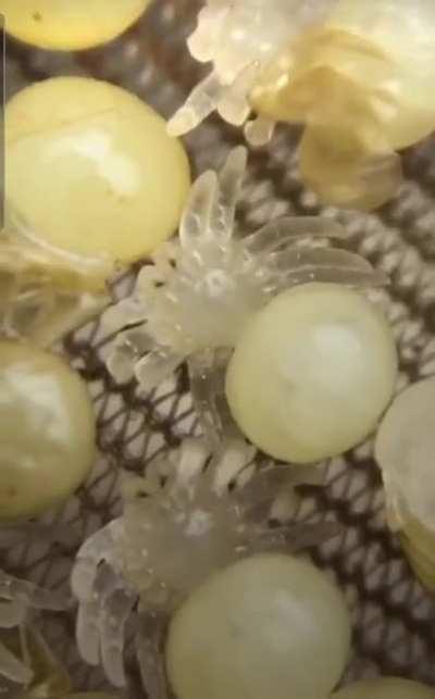 Baby tarantulas hatching from eggs.