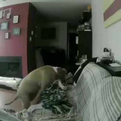 Dog Sleeps With Owner's Shoe while he's at work showing how much he misses him...