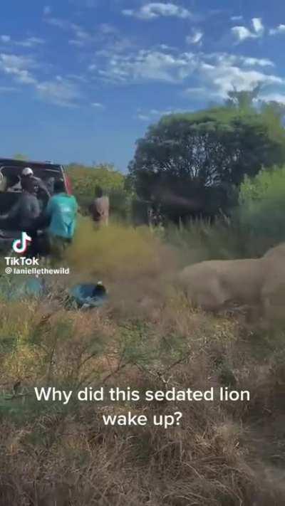 Sedated Lion wakes up