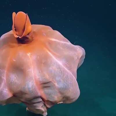 Incredible octopus stretching it's tentacles to form a huge balloon captured by EVNautilus at a depth of around 1600 meters (5,250 feet).